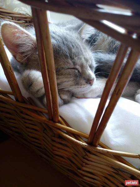 Tekir Kedi, Kedi  Ponçik fotoğrafı