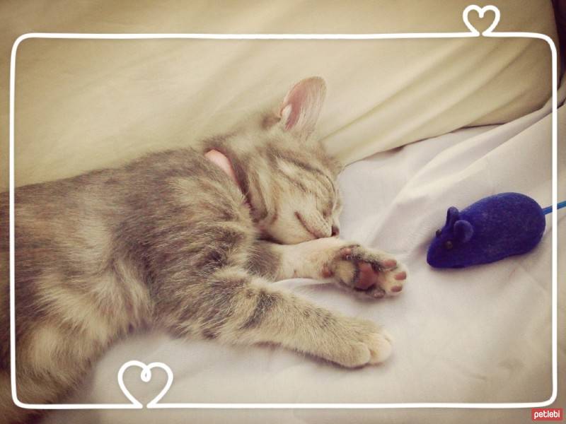 Tekir Kedi, Kedi  Ponçik fotoğrafı