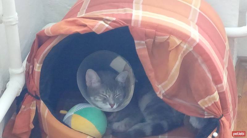 Tekir Kedi, Kedi  Ponçik fotoğrafı