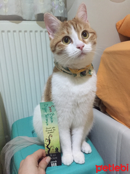 Sarman, Kedi  Maya fotoğrafı