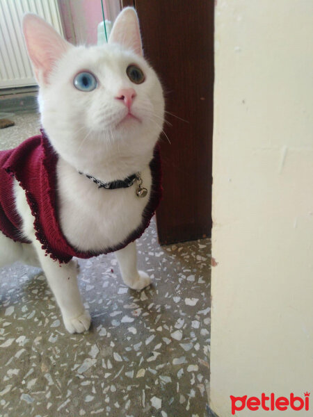 Ankara Kedisi, Kedi  Tosbiik fotoğrafı