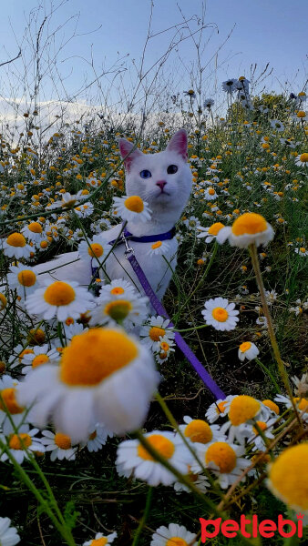 Ankara Kedisi, Kedi  Tosbiik fotoğrafı