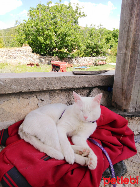 Ankara Kedisi, Kedi  Tosbiik fotoğrafı