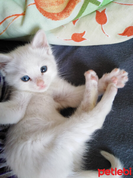 Ankara Kedisi, Kedi  Tosbiik fotoğrafı