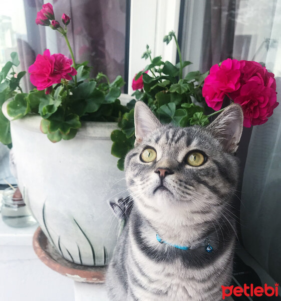 British Shorthair, Kedi  ice fotoğrafı