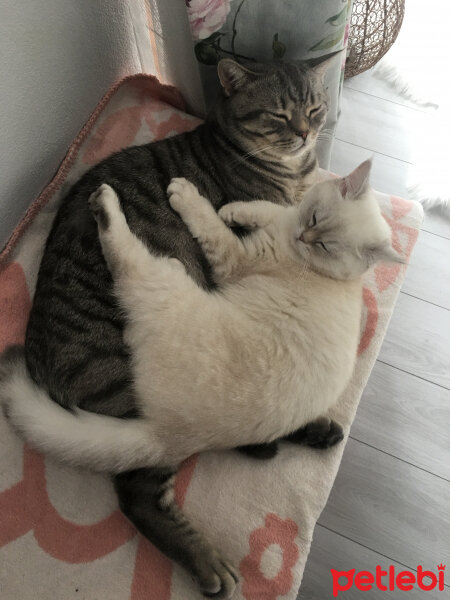 British Shorthair, Kedi  ice fotoğrafı