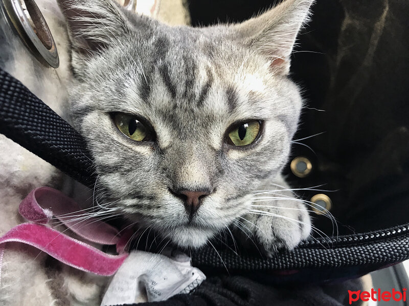 British Shorthair, Kedi  ice fotoğrafı