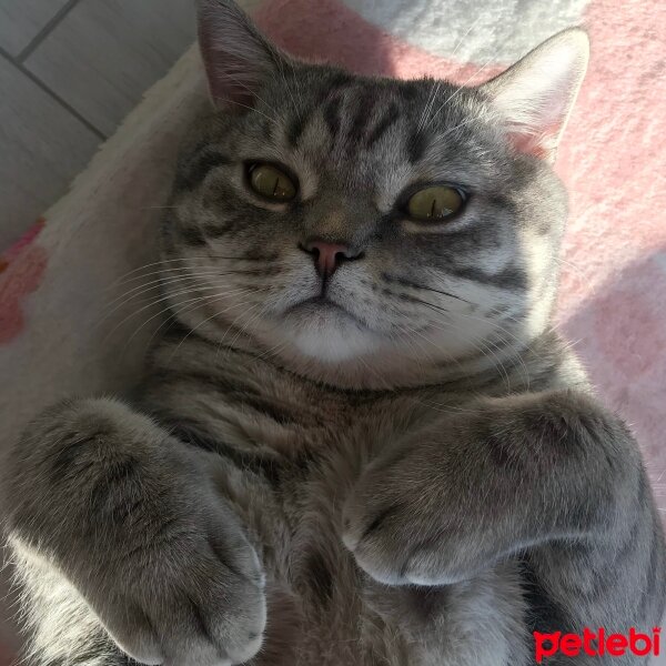 British Shorthair, Kedi  ice fotoğrafı