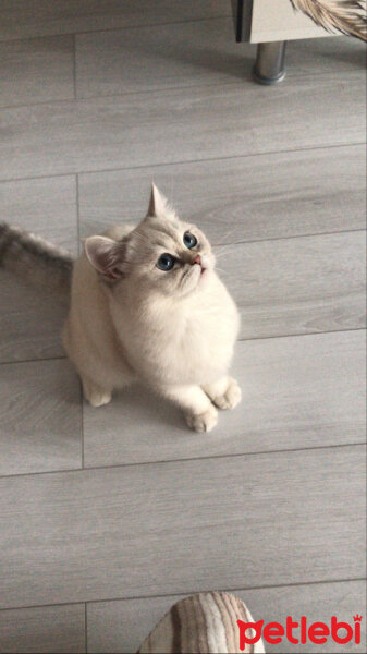 British Shorthair, Kedi  kiki fotoğrafı