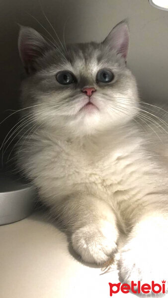 British Shorthair, Kedi  kiki fotoğrafı