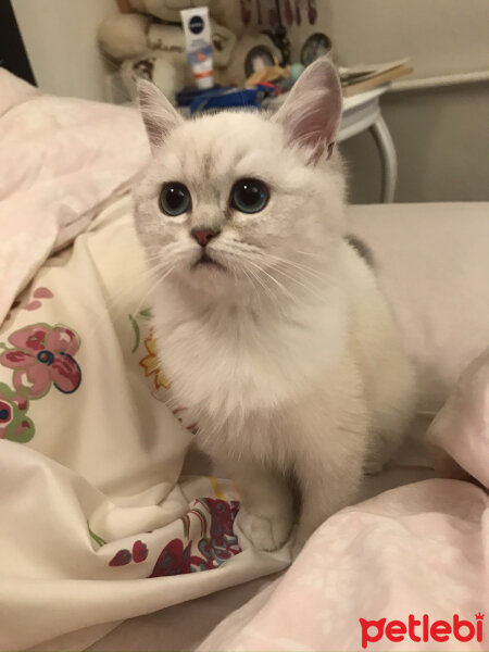 British Shorthair, Kedi  kiki fotoğrafı