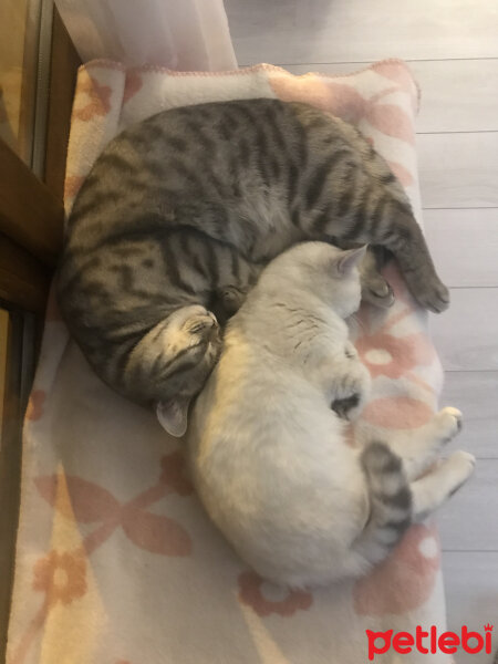 British Shorthair, Kedi  kiki fotoğrafı