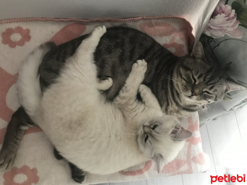 British Shorthair, Kedi  kiki fotoğrafı