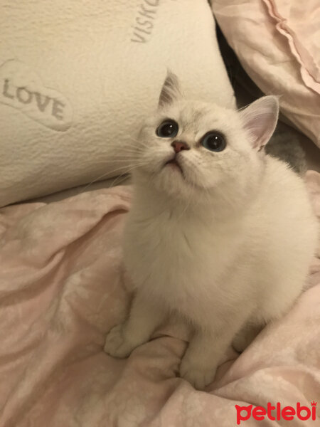 British Shorthair, Kedi  kiki fotoğrafı