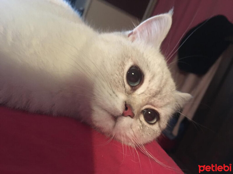 British Shorthair, Kedi  kiki fotoğrafı