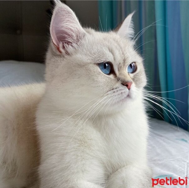 British Shorthair, Kedi  kiki fotoğrafı