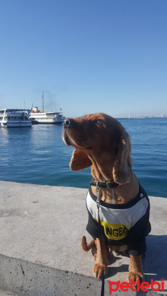 İngiliz Cocker Spaniel, Köpek  Monica fotoğrafı