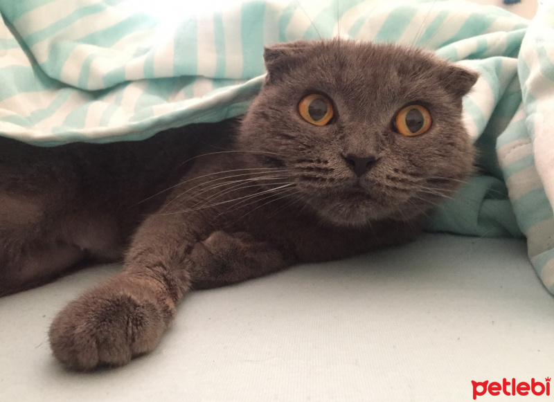 Scottish Fold, Kedi  Sheila fotoğrafı