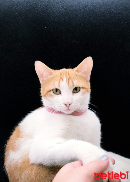 Tekir Kedi, Kedi  Mika fotoğrafı