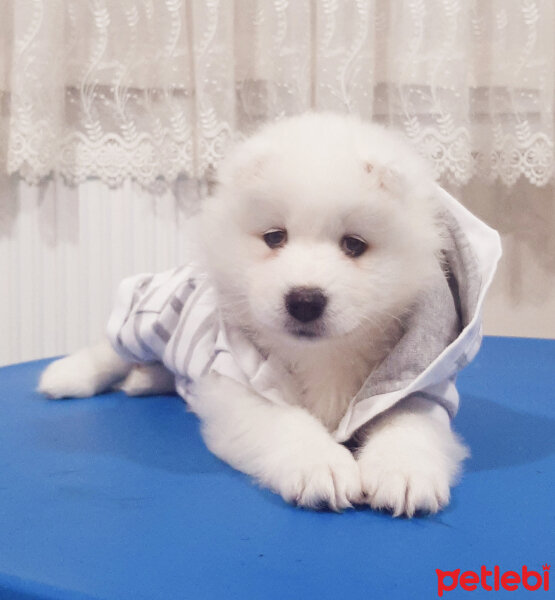 Samoyed, Köpek  AYA fotoğrafı