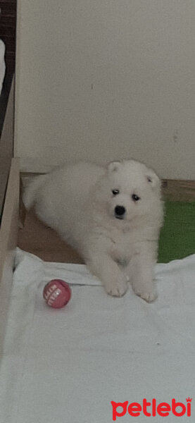 Samoyed, Köpek  AYA fotoğrafı