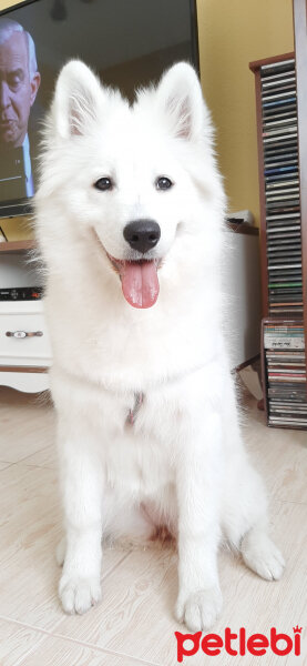 Samoyed, Köpek  AYA fotoğrafı