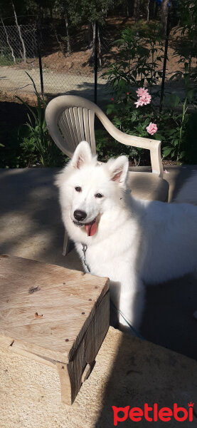 Samoyed, Köpek  AYA fotoğrafı