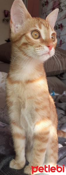 Bombay, Kedi  Tarçın fotoğrafı