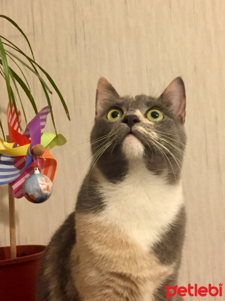Tekir Kedi, Kedi  LORA fotoğrafı