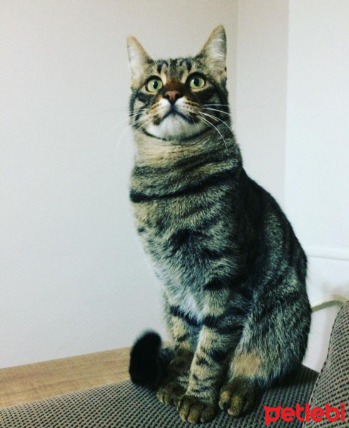 Tekir Kedi, Kedi  İncir fotoğrafı