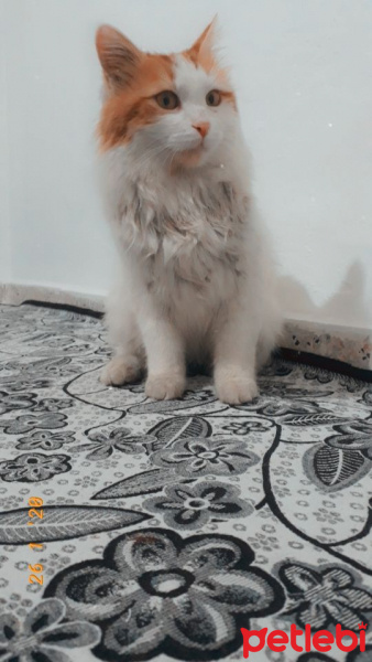 Tekir Kedi, Kedi  Boncuk fotoğrafı