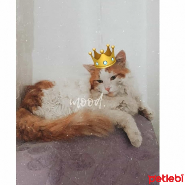 Tekir Kedi, Kedi  Boncuk fotoğrafı