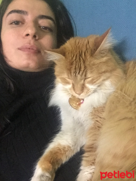 Sarman, Kedi  Gofret fotoğrafı