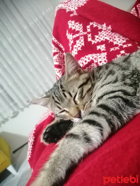 Tekir Kedi, Kedi  YULAF fotoğrafı