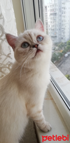 British Shorthair, Kedi  Köpük fotoğrafı