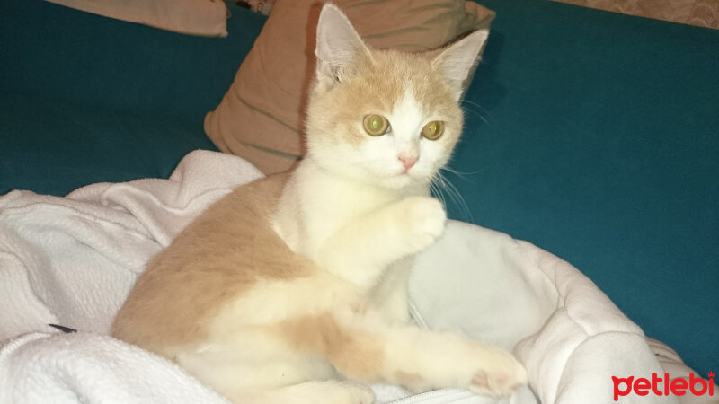 British Shorthair, Kedi  Cümbürtü fotoğrafı