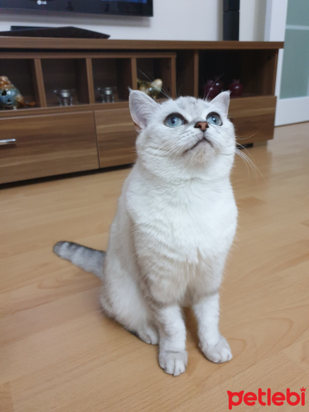 British Shorthair, Kedi  Mia fotoğrafı