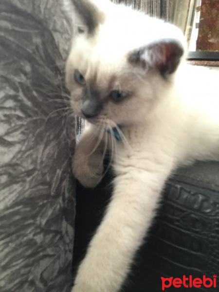 British Shorthair, Kedi  Mia fotoğrafı