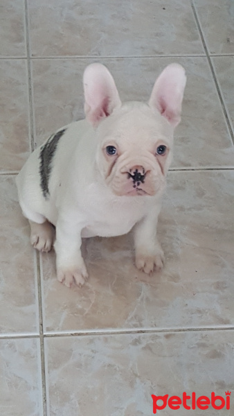 Fransız Bulldog, Köpek  blue fotoğrafı