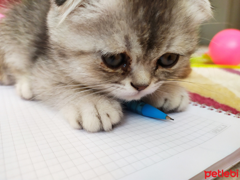 Scottish Fold, Kedi  Pati fotoğrafı