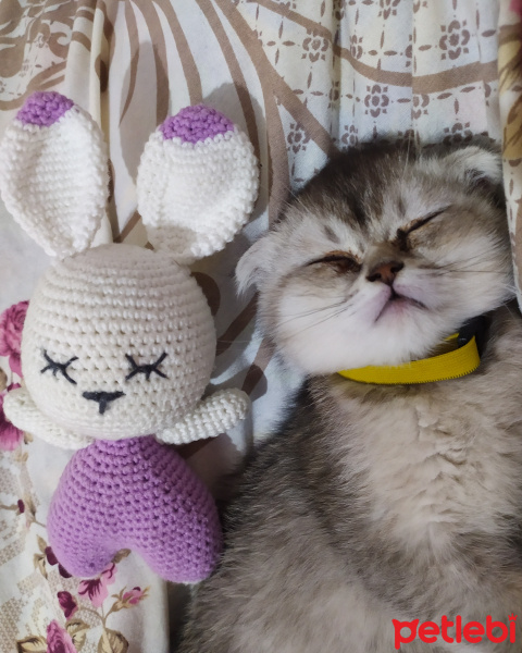 Scottish Fold, Kedi  Pati fotoğrafı