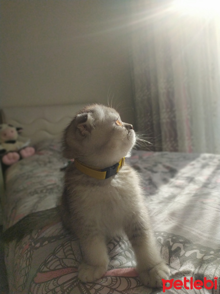 Scottish Fold, Kedi  Pati fotoğrafı