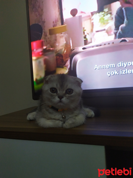 Scottish Fold, Kedi  Pati fotoğrafı