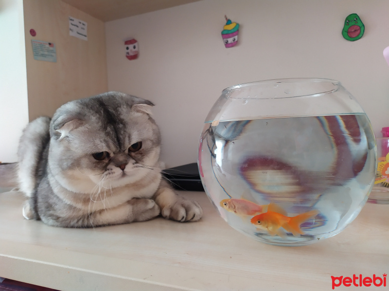 Scottish Fold, Kedi  Pati fotoğrafı