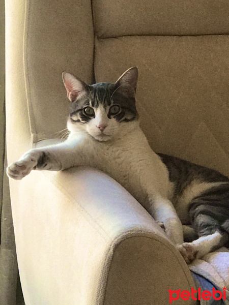 Tekir Kedi, Kedi  Gece fotoğrafı