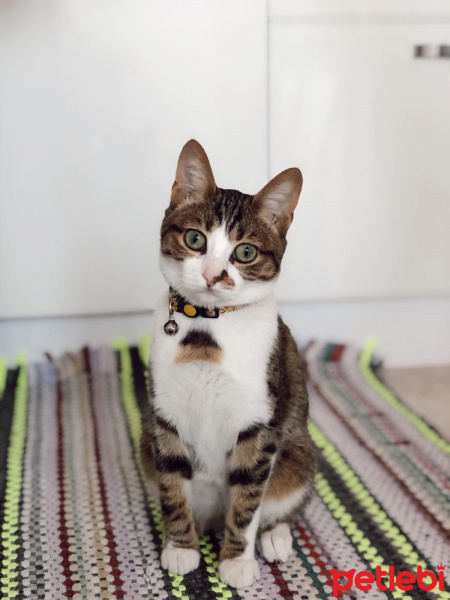 Tekir Kedi, Kedi  Mırmır fotoğrafı