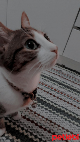 Tekir Kedi, Kedi  Mırmır fotoğrafı