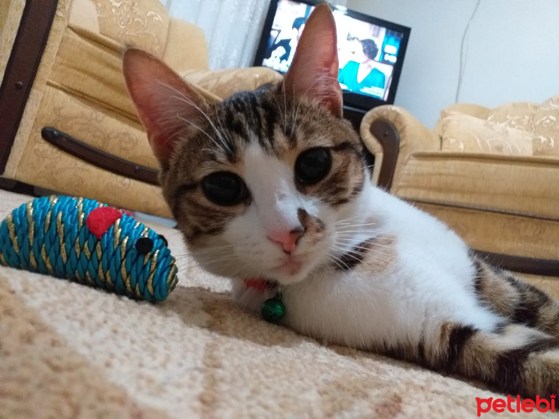 Tekir Kedi, Kedi  Mırmır fotoğrafı