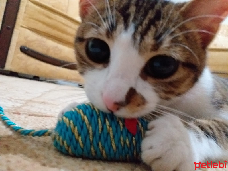 Tekir Kedi, Kedi  Mırmır fotoğrafı