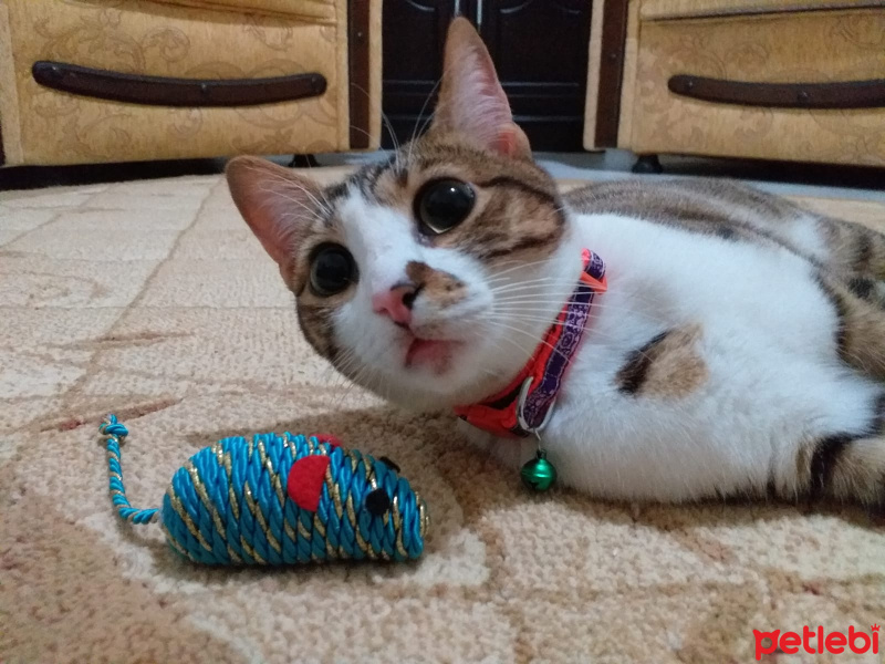 Tekir Kedi, Kedi  Mırmır fotoğrafı